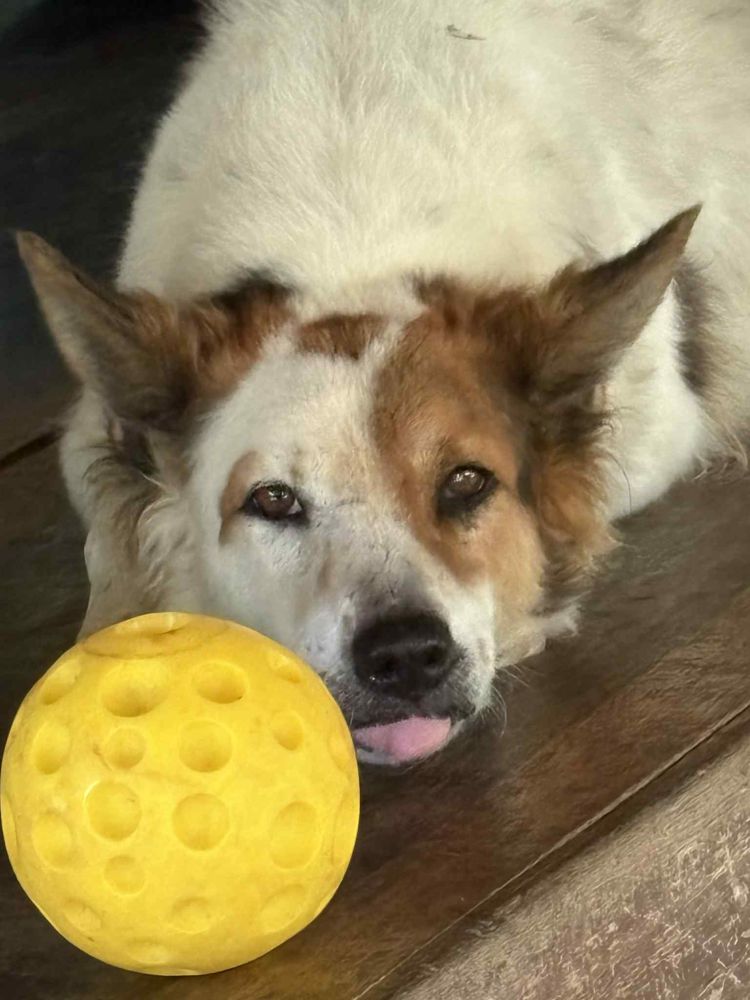Close-up of Foxy, a white dog with brown ear patches, resting his chin beside his yellow ball