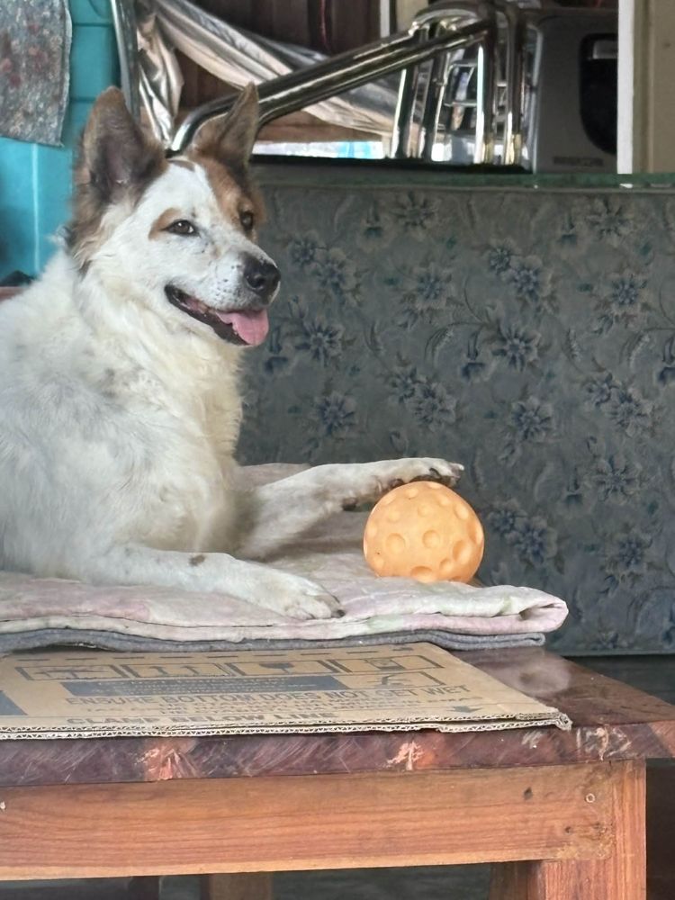 Foxy smiling on a blanket with his paw on an orange ball