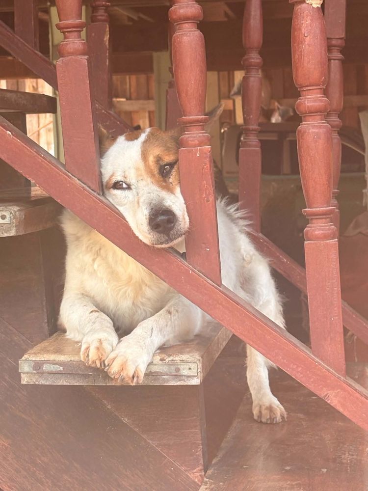 Foxy resting his head on a wooden stair rail in a Thai house